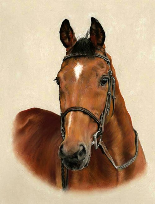 Bay horse portrait in pastel by UK pet artist Pippa Elton