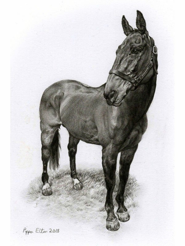 Horse portrait in pencil by UK pet artist Pippa Elton