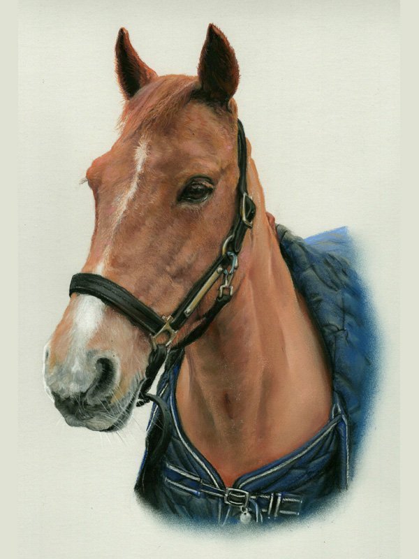 Chestnut horse portrait in pastel by UK pet artist Pippa Elton