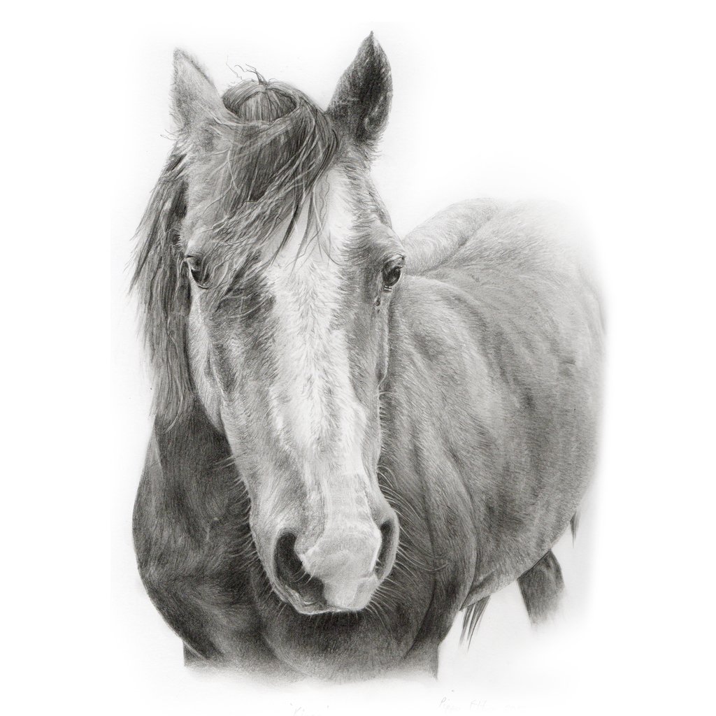 Horse portrait in pencil by UK pet artist Pippa Elton