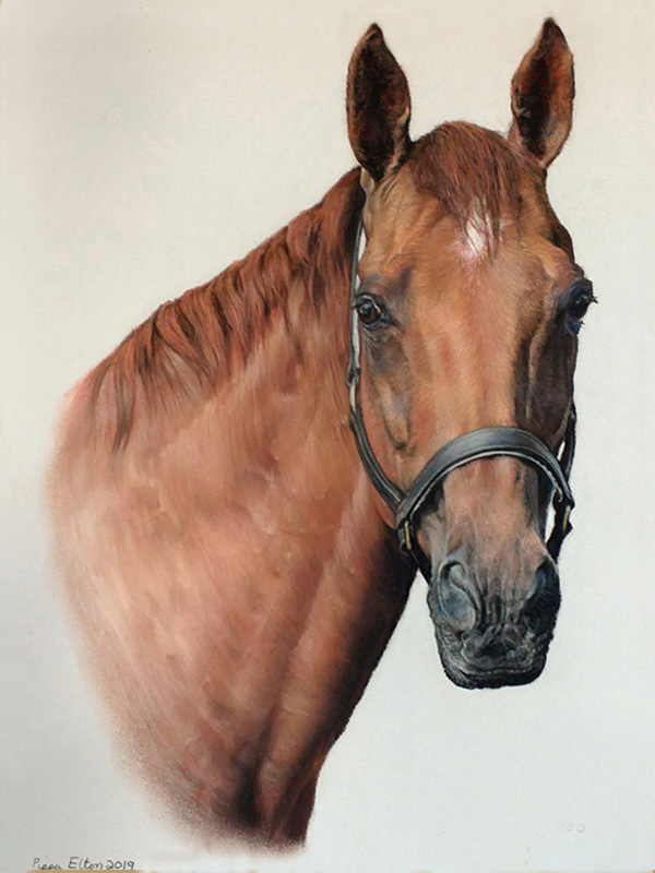 Portrait of a chestnut horse painted in pastel by UK pet portrait artist Pippa Elton