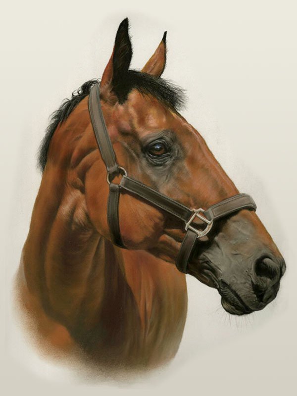 Bay horse portrait in pastel by UK pet artist Pippa Elton