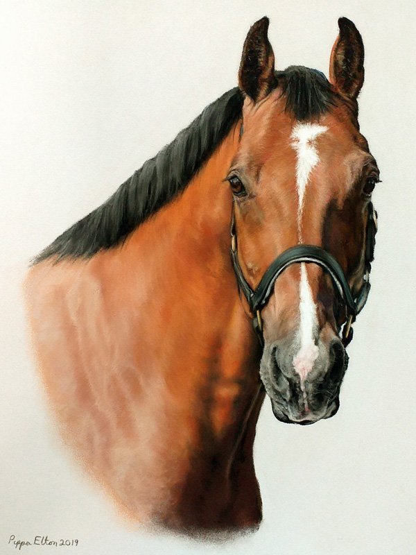 Bay horse portrait in pastel by UK pet artist Pippa Elton