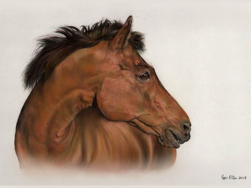 Bay horse portrait in pastel by UK pet artist Pippa Elton