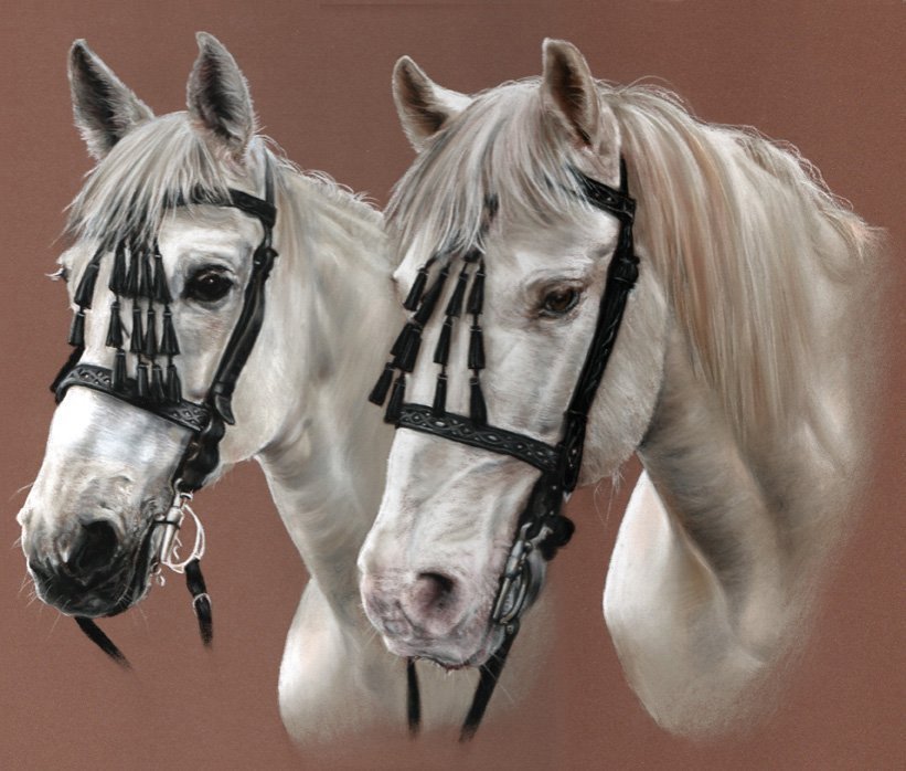 Double grey horse portrait in pastel by UK pet artist Pippa Elton