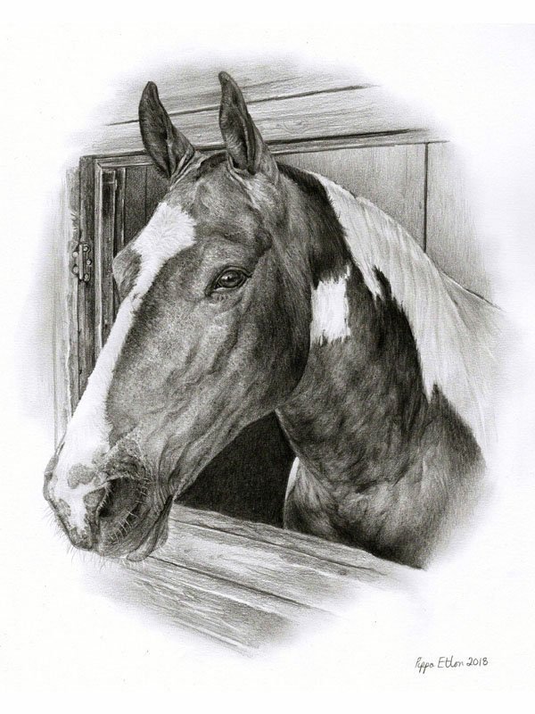 Horse portrait in pencil by UK pet artist Pippa Elton