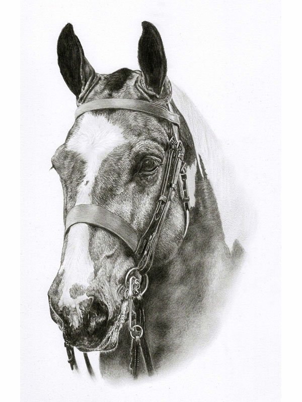 Horse portrait in pencil by UK pet artist Pippa Elton