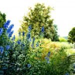 Garden painting in watercolour