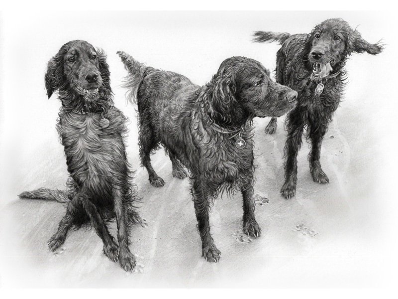 triple Red Setter portrait in graphite pencil by UK pet artist Pippa Elton