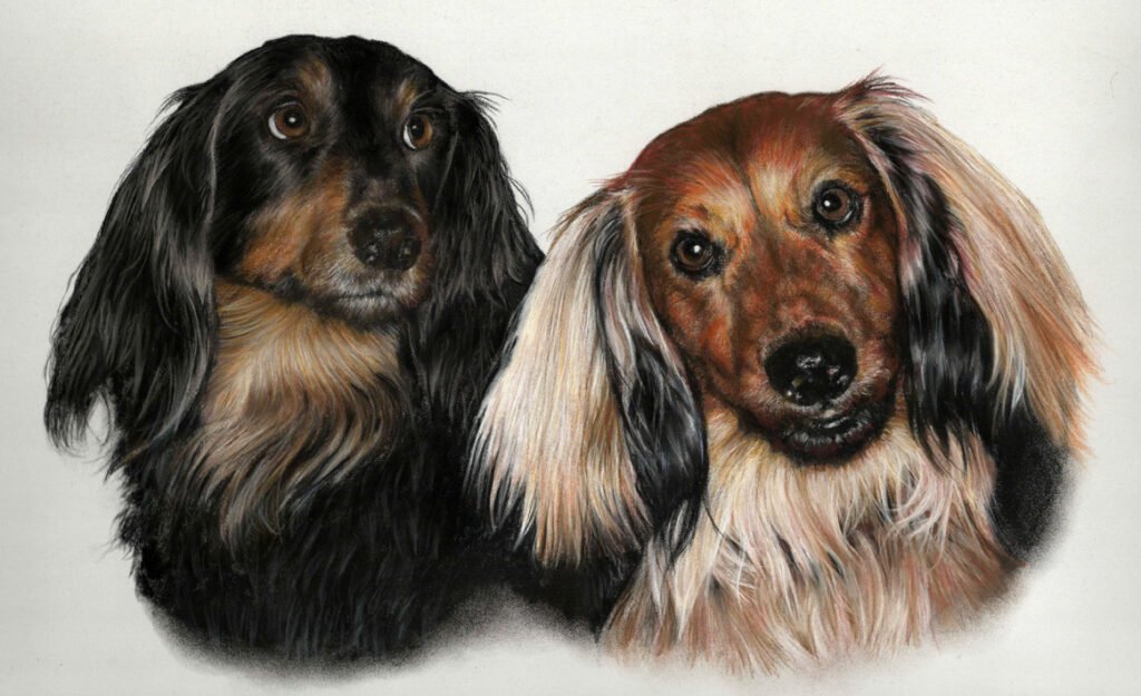 Portrait of long haired Dachshunds in pastel painted by UK pet portrait artist Pippa Elton