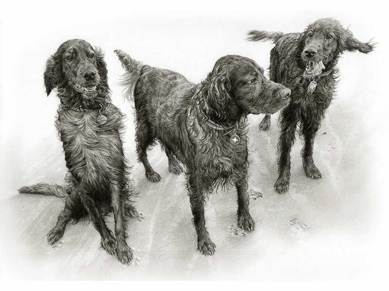 Portrait of red setter dogs on the beach in graphite pencil painted by UK pet portrait artist Pippa Elton