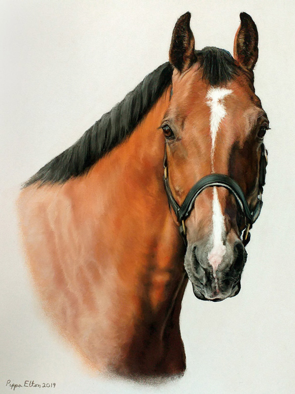 Bay horse portrait painted in pastels Bay horse portrait painted in pastels by pet portrait artist Pippa Elton
